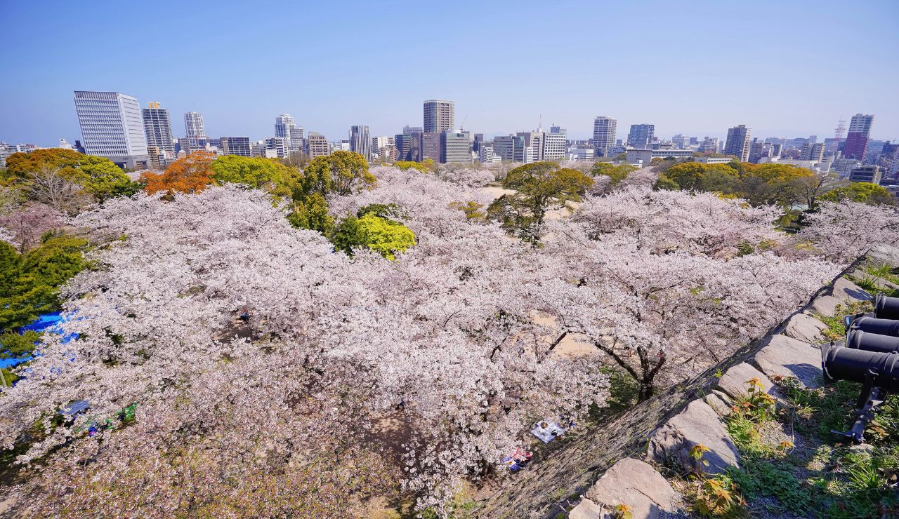 A city skyline towers behind a park of cherry blossoms in full bloom beneath a clear blue sky.