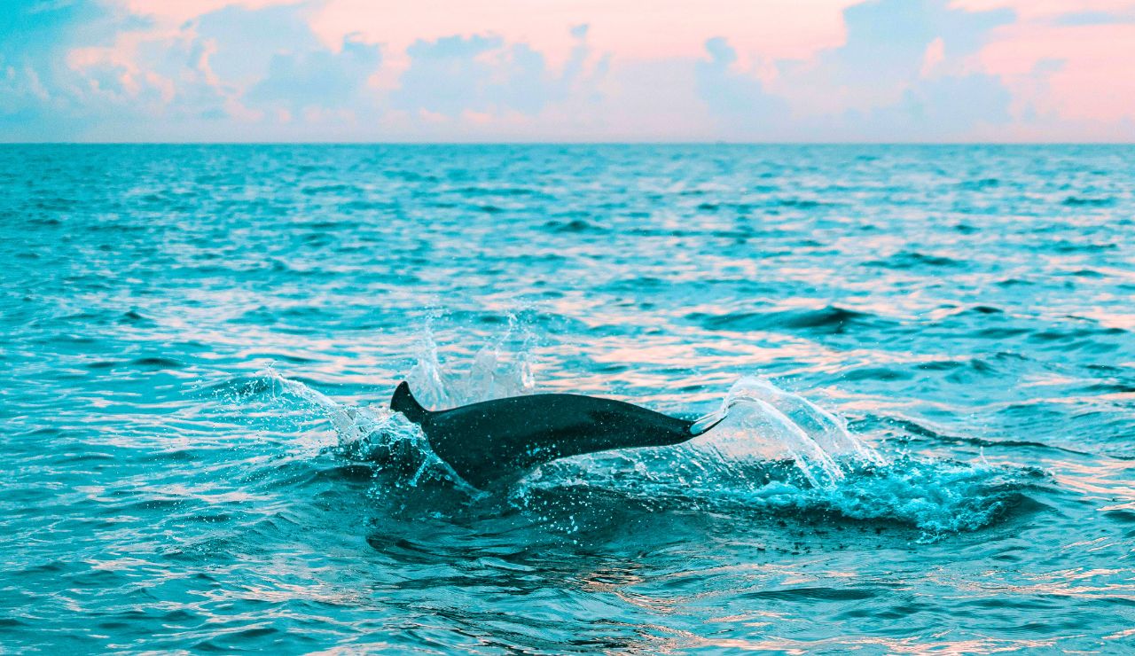 Dolphin mid-jump at a marine sanctuary in Marathon, Florida Keys