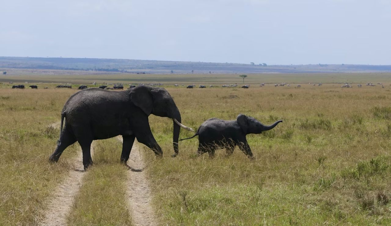 A mother elephant gently guides her calf across the golden plains of the Masai Mara.