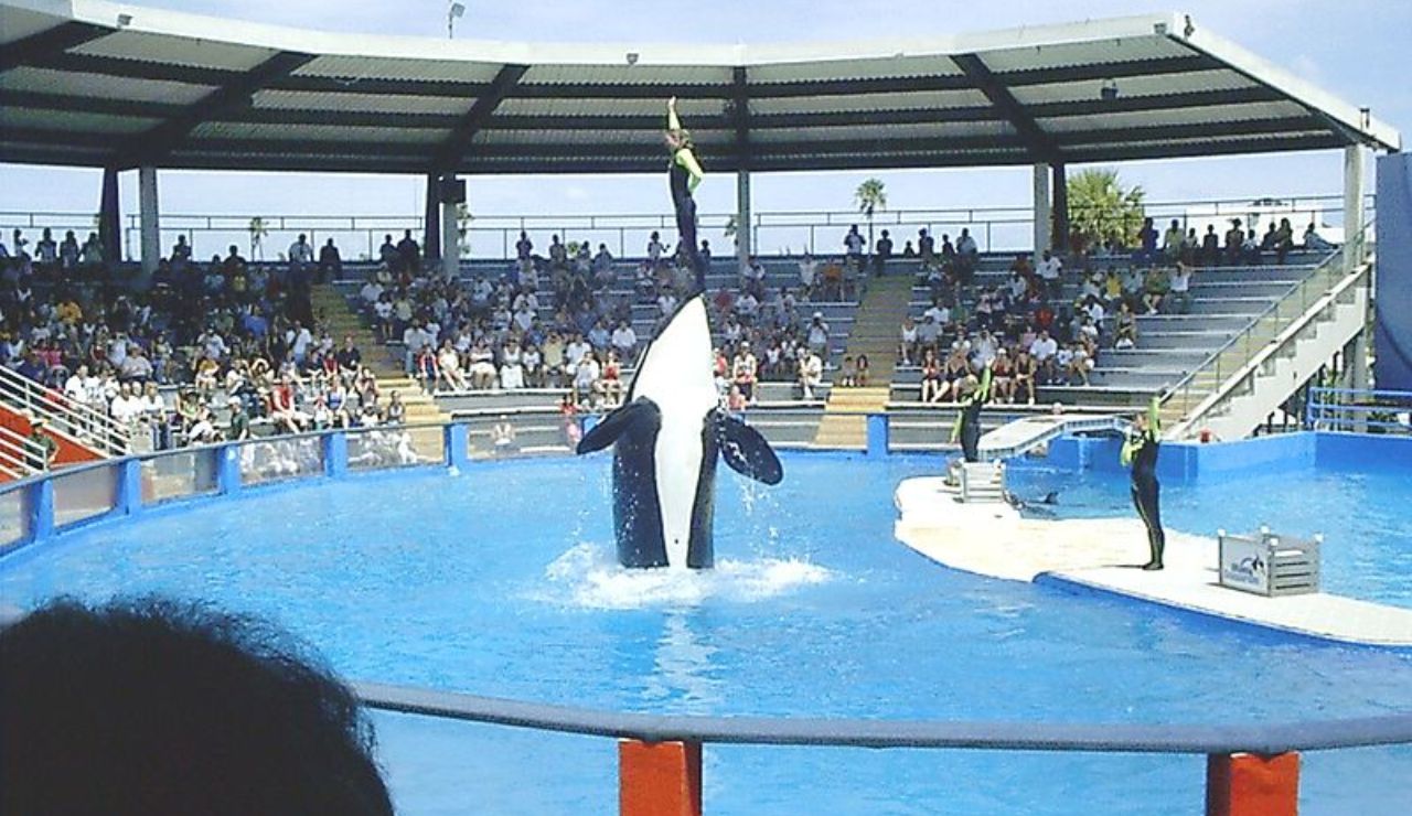 Orca performing a stunt with a trainer at Miami Seaquarium in Miami.