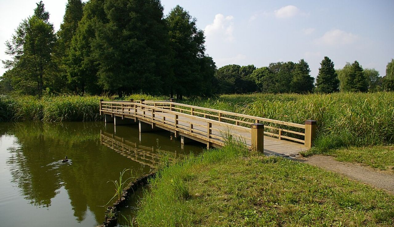 Wooden bridge over a peaceful pond surrounded by greenery.