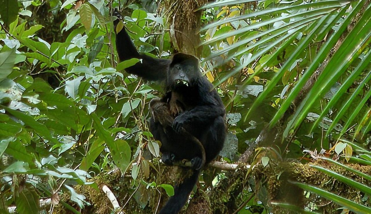 A howler monkey clings to a tree branch deep in the lush rainforest.