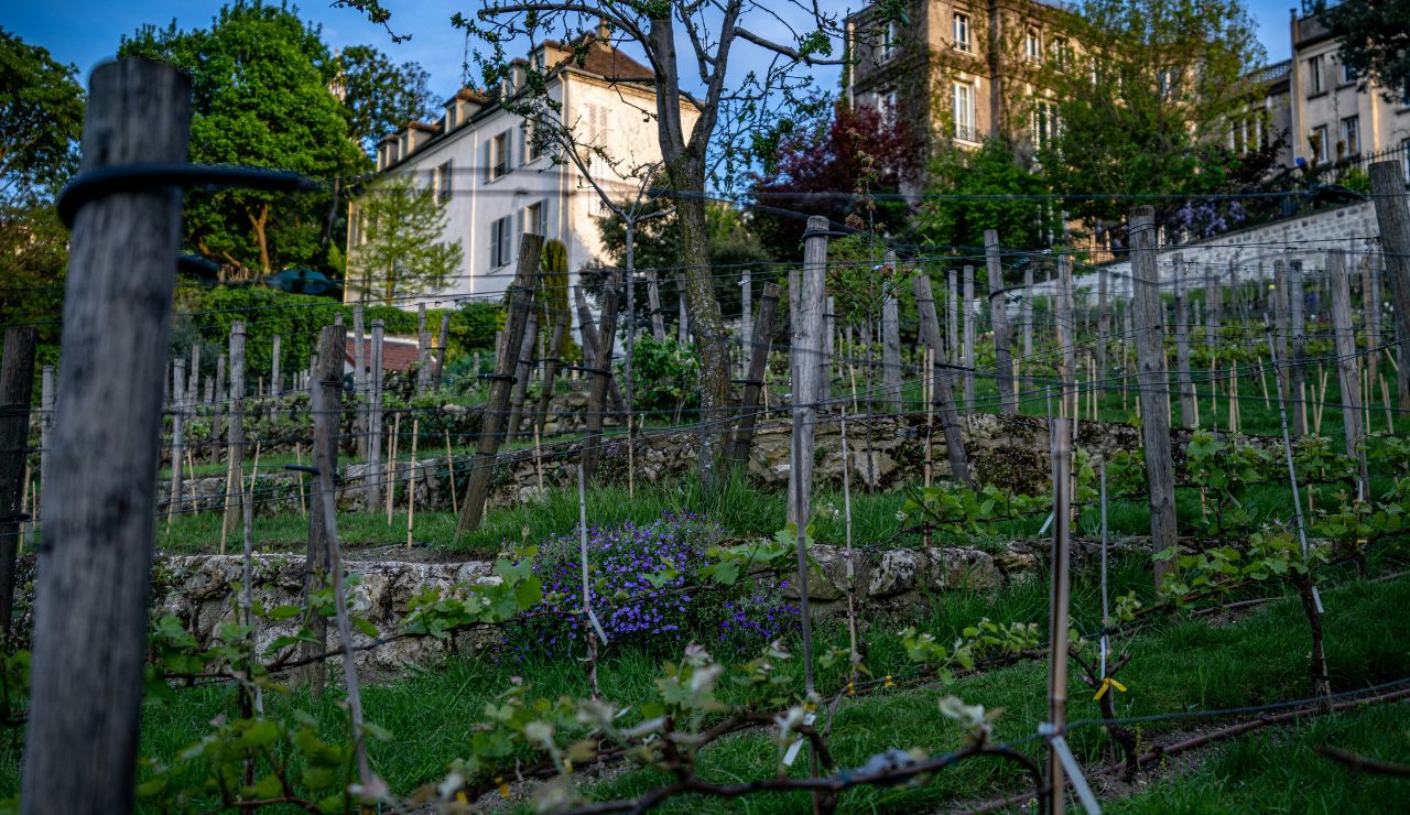 Terraced rows of grapevines with wooden stakes are set before residential buildings and trees beneath a blue sky.