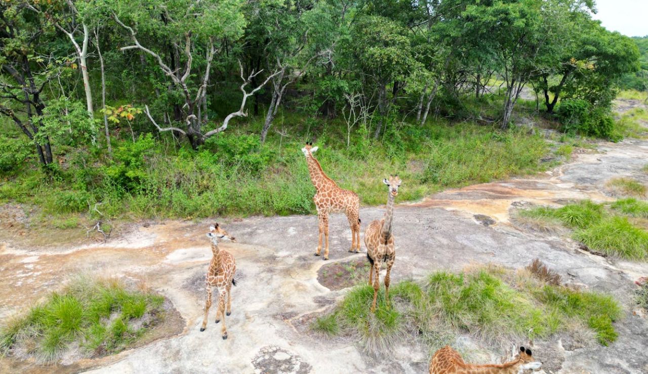Group of giraffes standing on rocky terrain near a lush green forest, viewed from above.