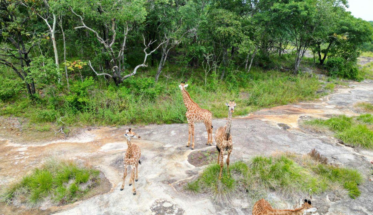 Giraffe in Mozambique