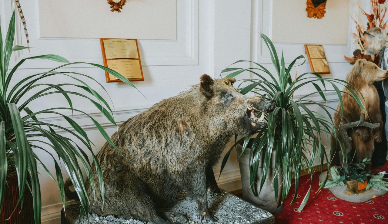 A taxidermy wild boar stands indoors between two potted plants, framed documents on the wall behind it.