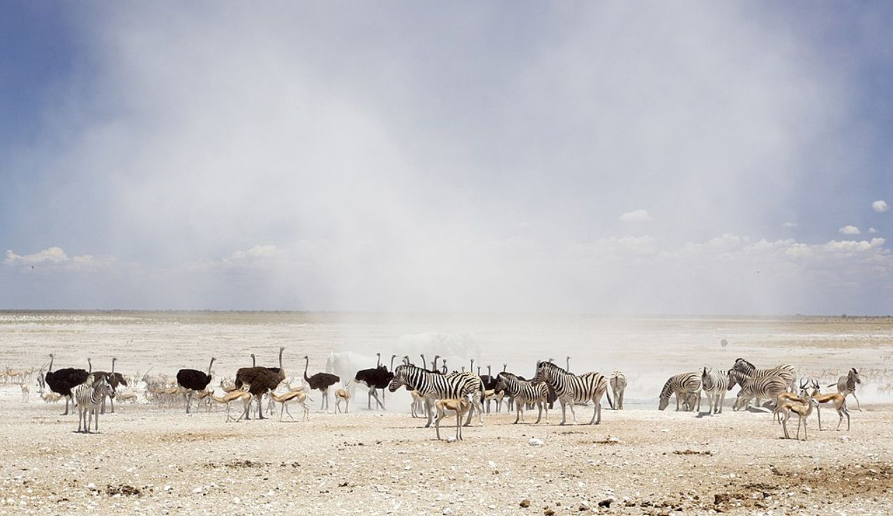 Herd of zebras, ostriches, and antelopes gathered at a dry, dusty waterhole in an arid savanna under a hazy sky.