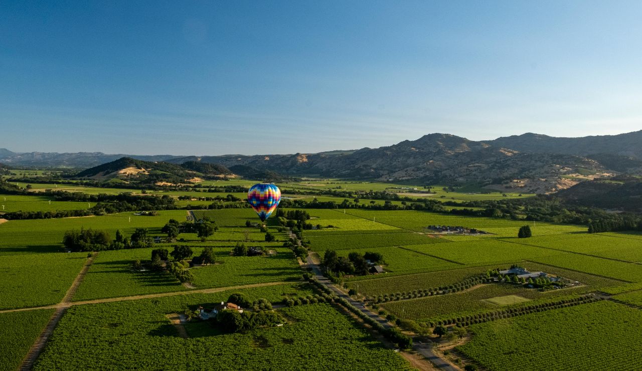 Rows of vineyards with hills in Napa Valley