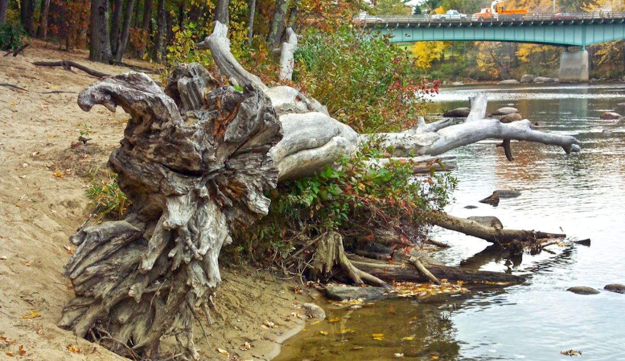 Large weathered tree trunk lying on a sandy riverbank with a bridge and autumn foliage in the background.