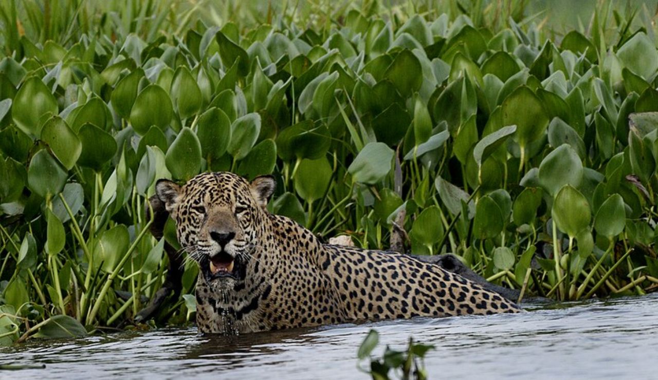 A jaguar cools off in the wetlands of Brazil’s Pantanal, alert and powerful.