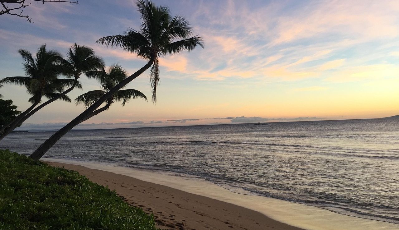 Palm-lined beach at sunset with gentle waves and colorful skies over the ocean.