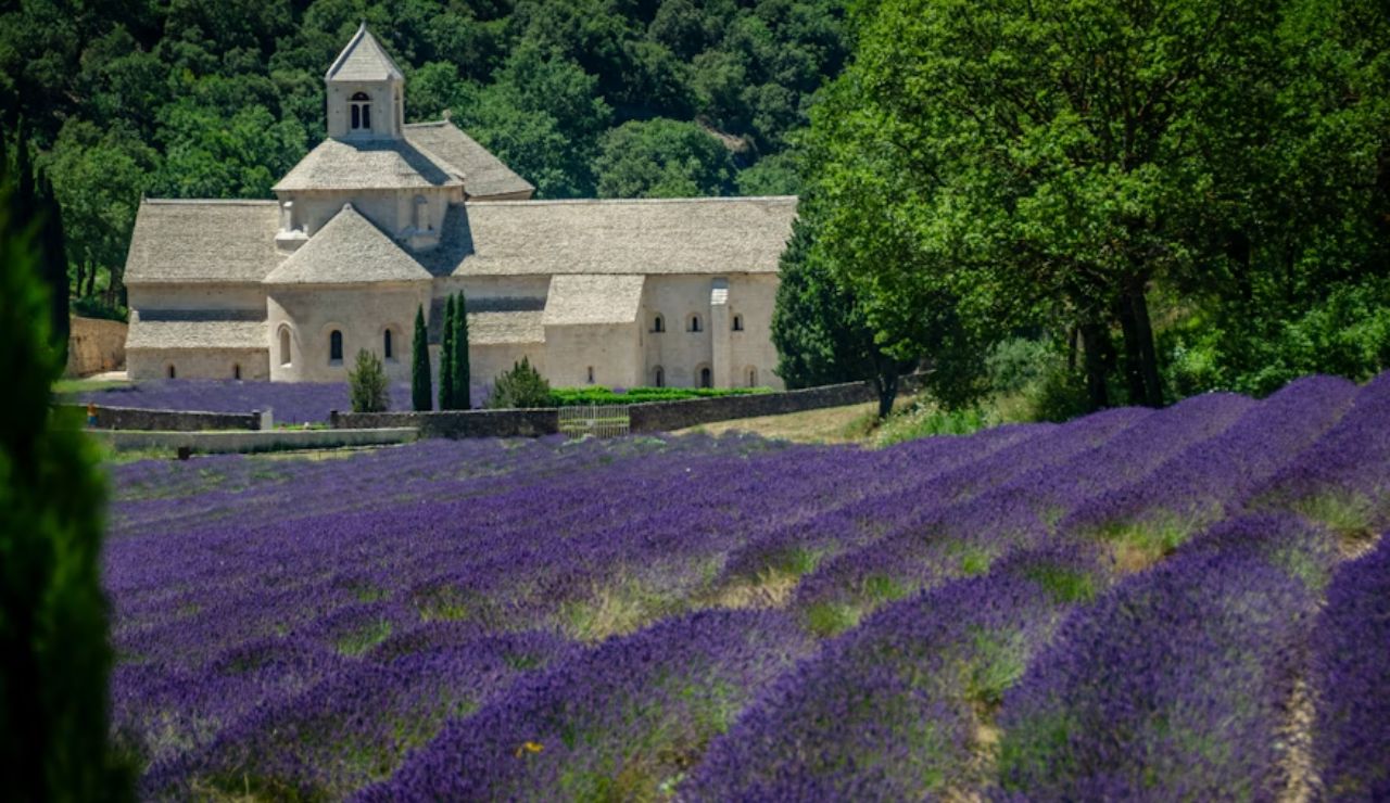 Lavender fields in bloom near Sénanque Abbey in Provence, France.