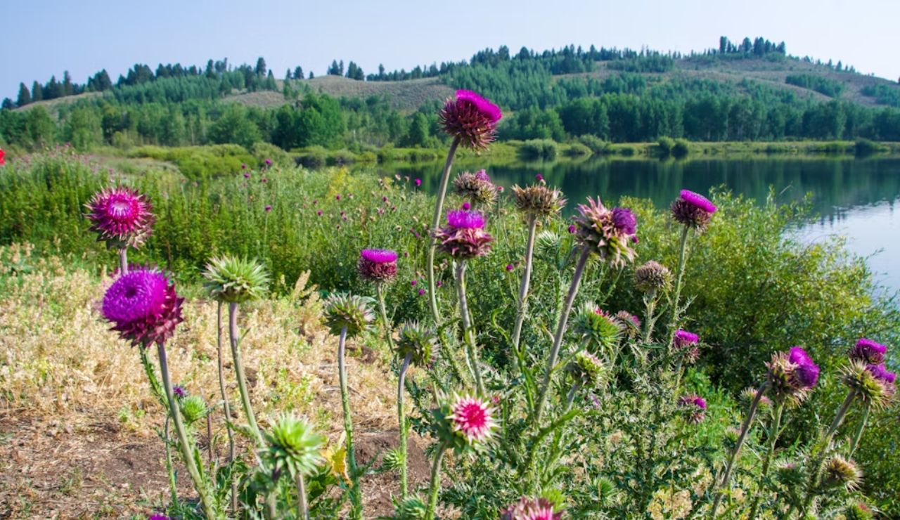Purple thistle flowers blooming near a lake in a protected natural area with forested hills in the background.