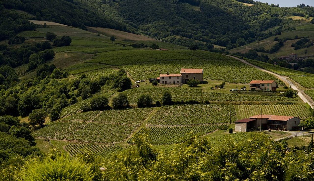 A scenic hillside vineyard in Beaujolais, France, with rows of grapevines, traditional farmhouses, and lush green forested hills in the background.