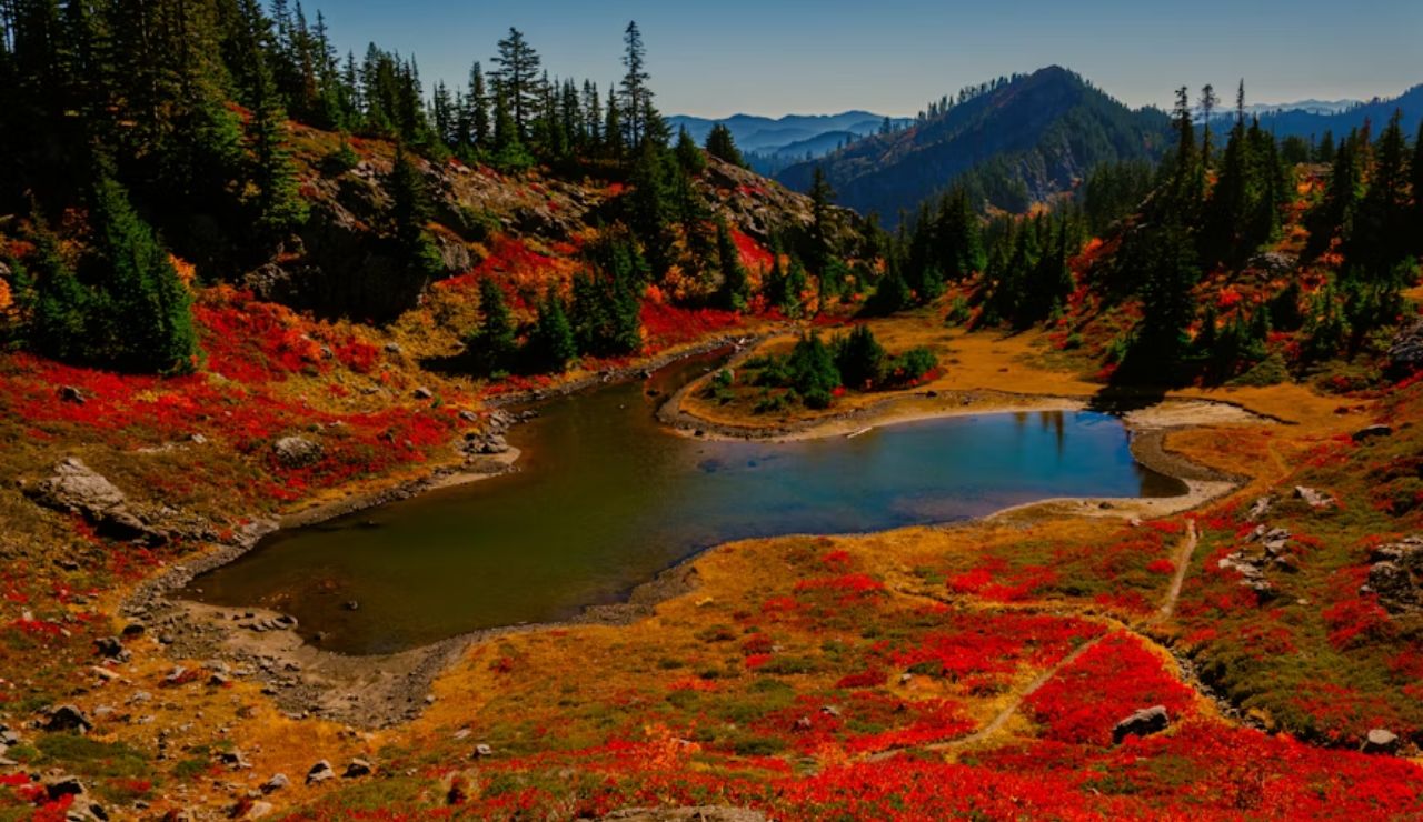 Vibrant alpine meadow with a winding pond and mountain backdrop, showcasing the natural beauty of the Pacific Northwest.
