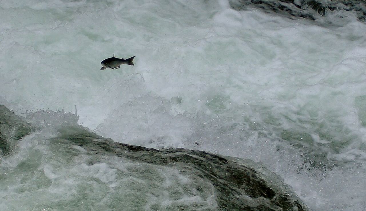A salmon leaps upstream through the rushing whitewater at Russian River Falls in Cooper Landing, Alaska.
