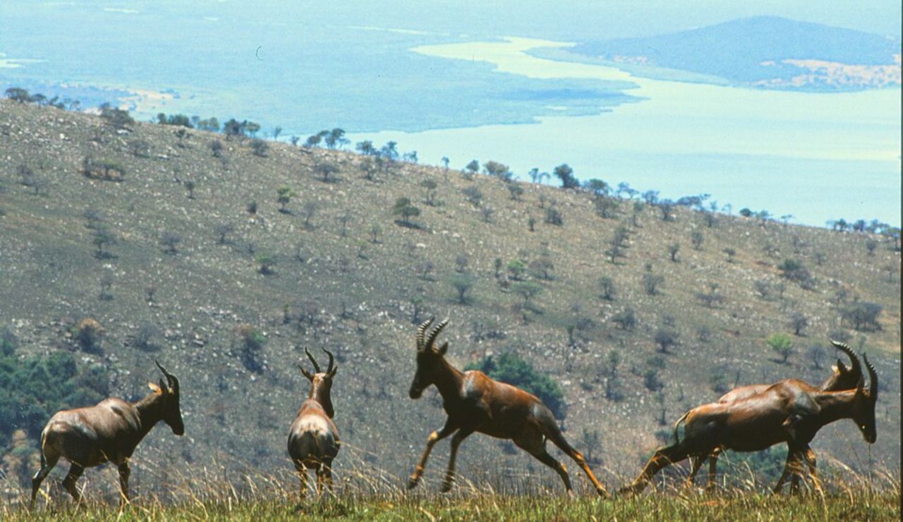 Group of antelope running across a grassy hill with a scenic view of a lake and distant landscape in the background.