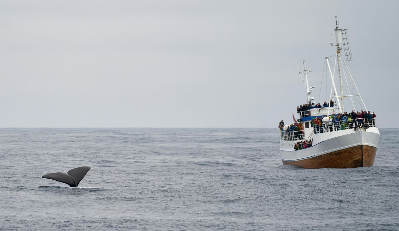 Whale tail visible near a small tour boat in San Diego waters