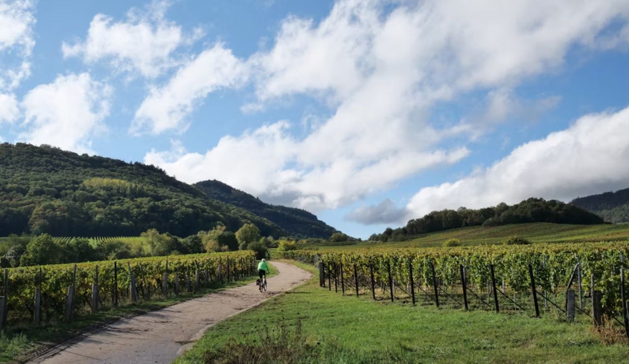 Cyclist riding through a vineyard path surrounded by rolling green hills.