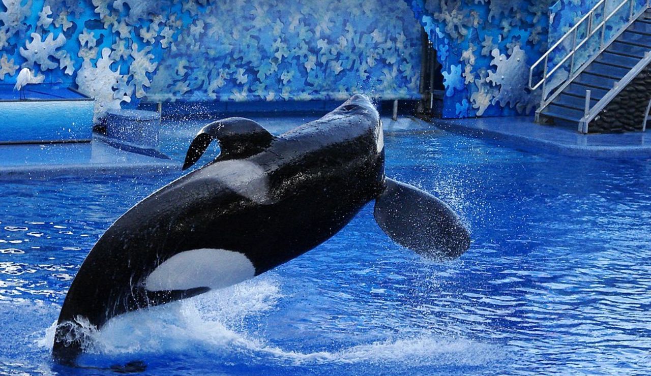 Orca jumping out of the water during a show at SeaWorld Orlando.