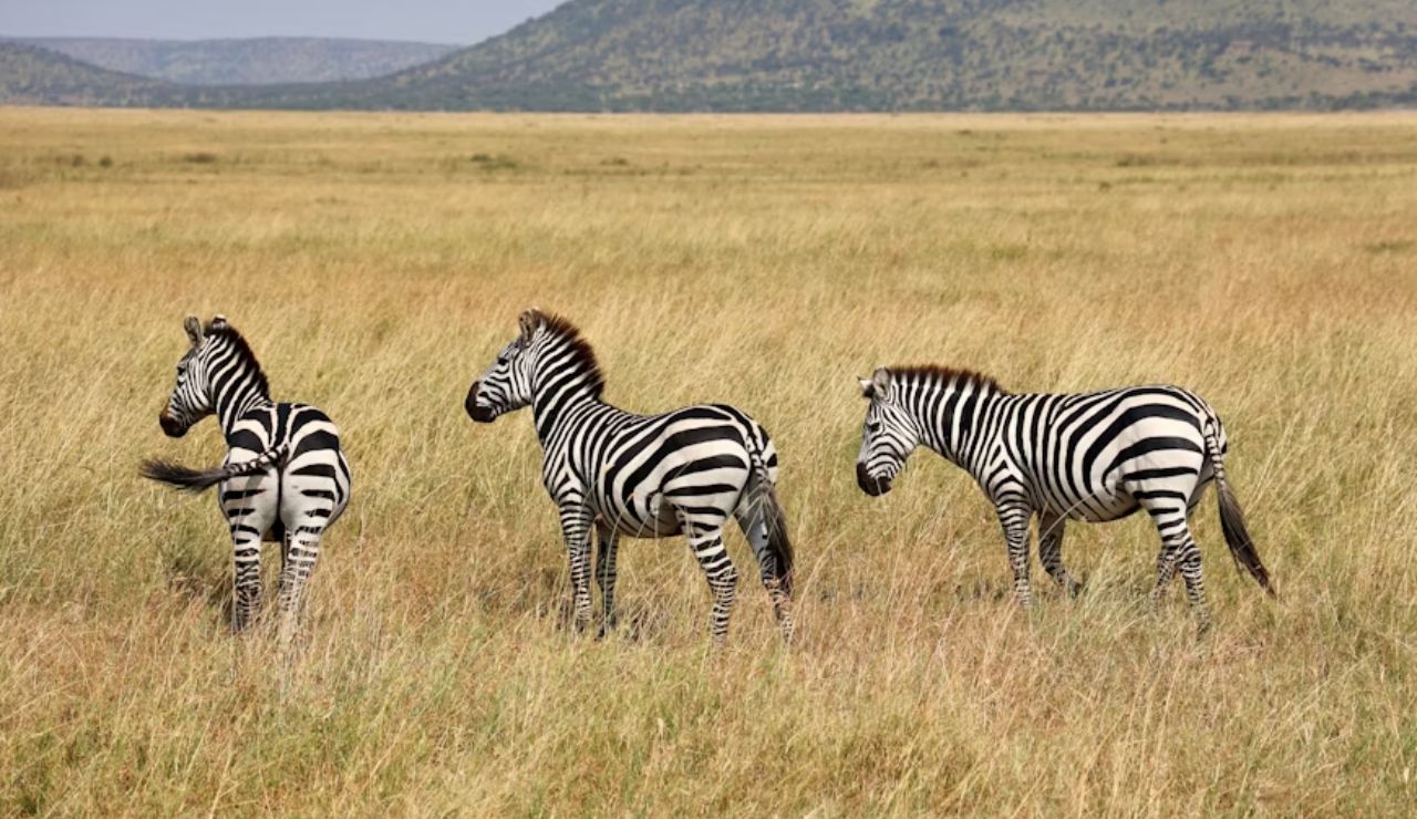 Three zebras standing in tall golden grass on an open African savanna.