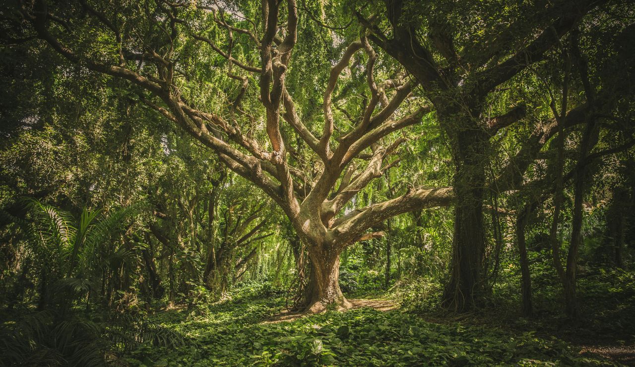 A large tree with sprawling branches stands in the center of a dense green forest, sunlight filtering through the foliage.