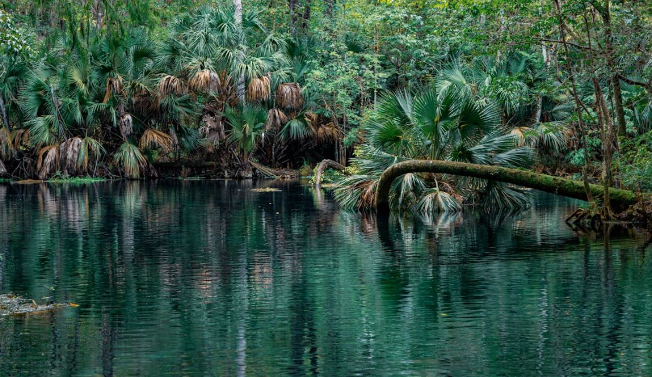 Lush greenery and calm water at Silver Springs State Park in Ocala, Florida.