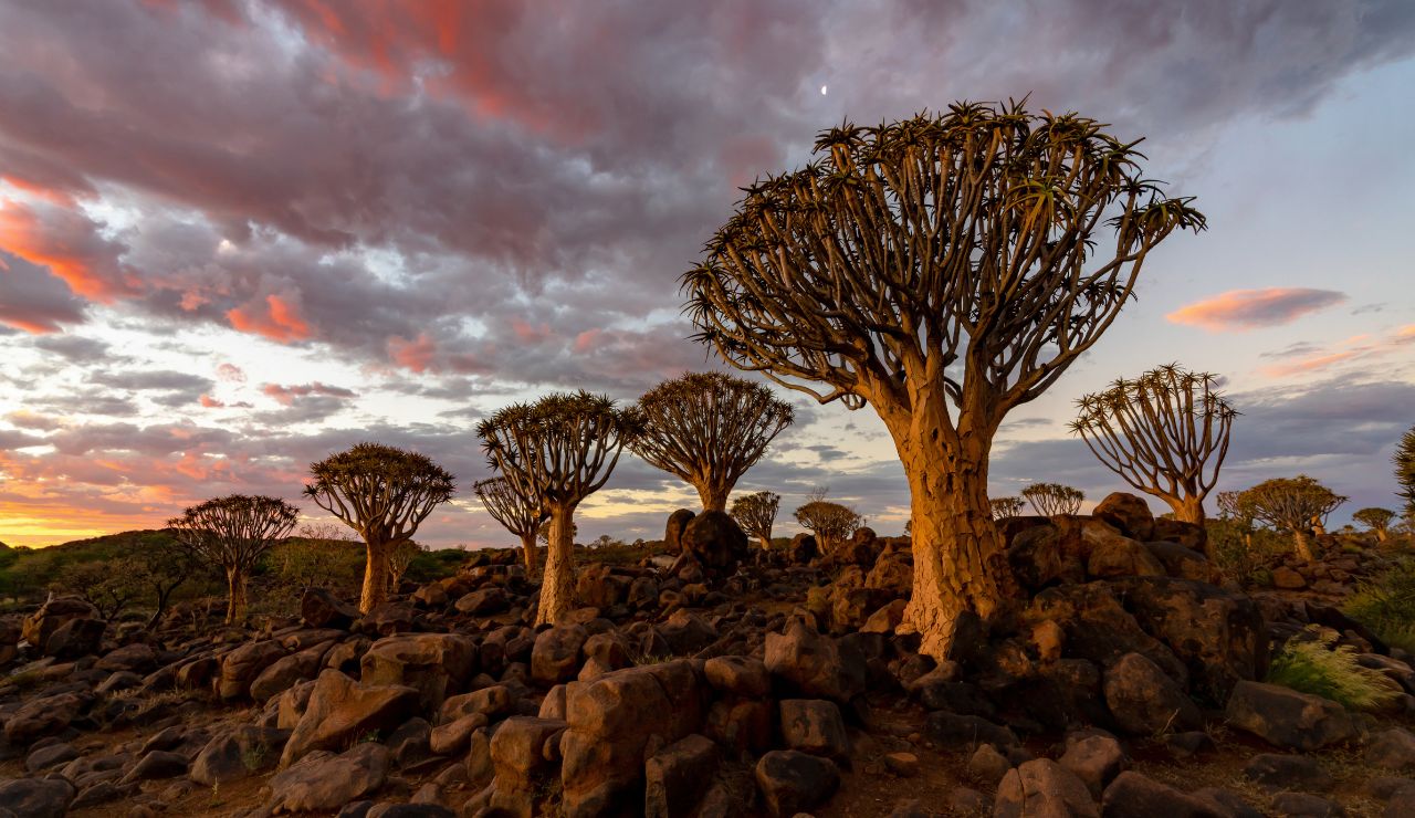 Surreal dragon’s blood trees on the rocky plateau of Socotra Island.
