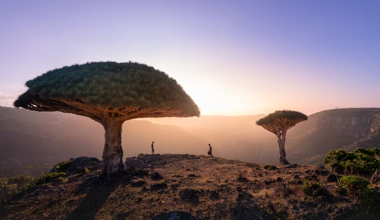 Two people standing near large dragon blood trees on a rocky cliff at sunset, Socotra Island, Yemen.