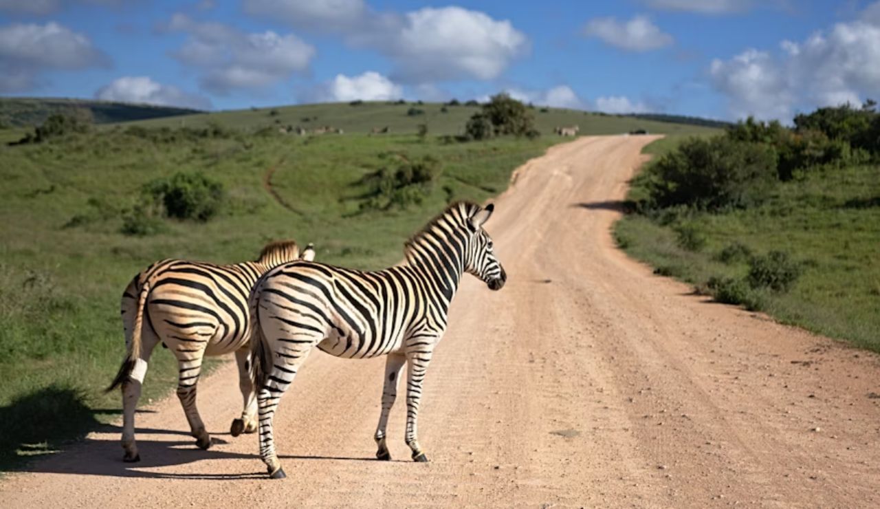 Two zebras standing on a dirt road in a green, hilly savanna under a sunny blue sky.