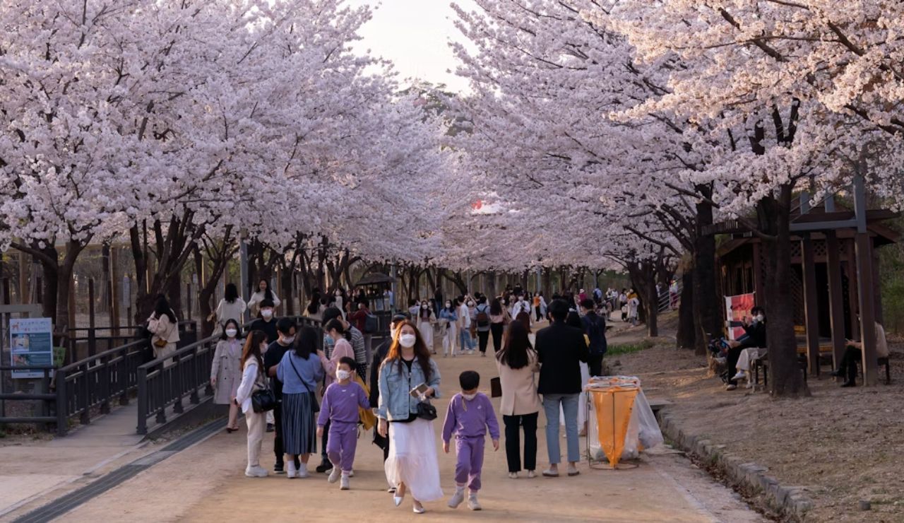 People walking under blooming cherry blossom trees in a park during springtime.