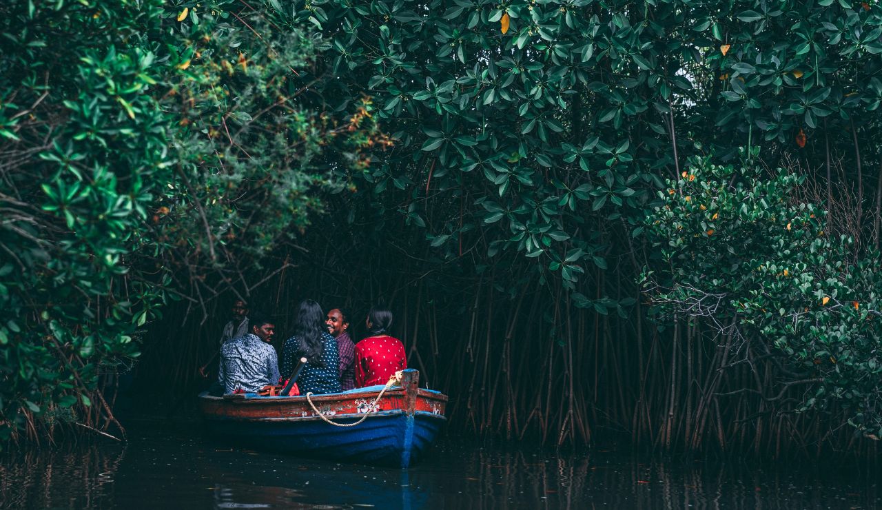 Wooden boat in a narrow creek surrounded by mangrove trees in the Sundarbans