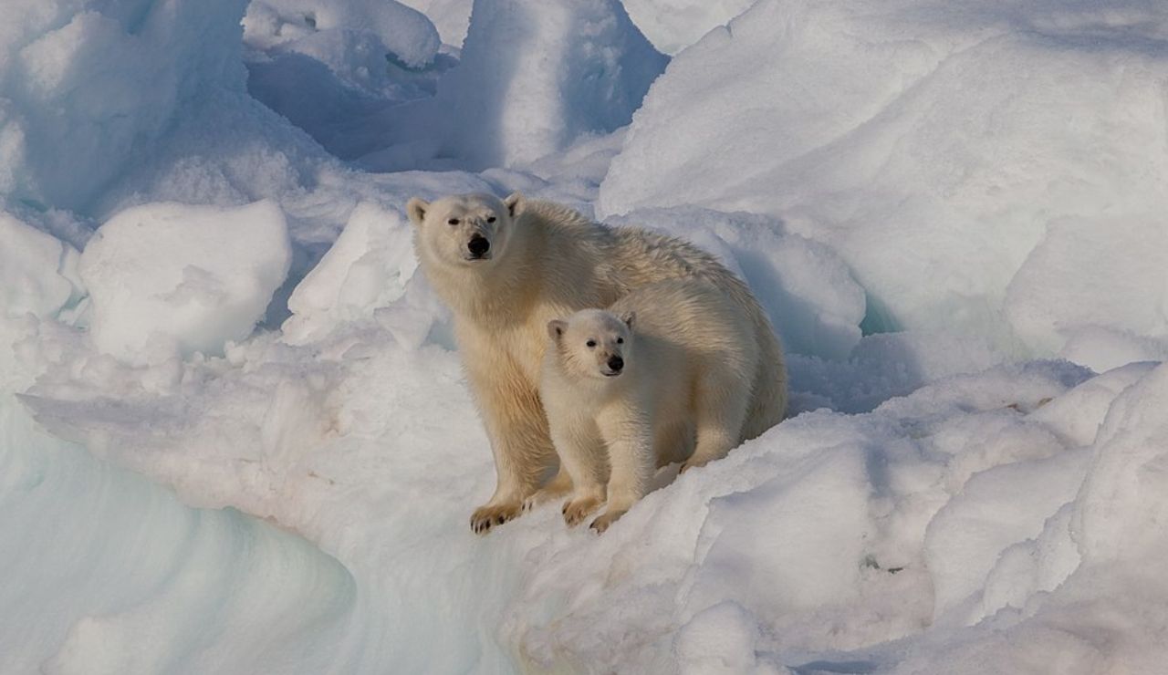 Polar bear and cub on snowy ice in Svalbard, Norway.