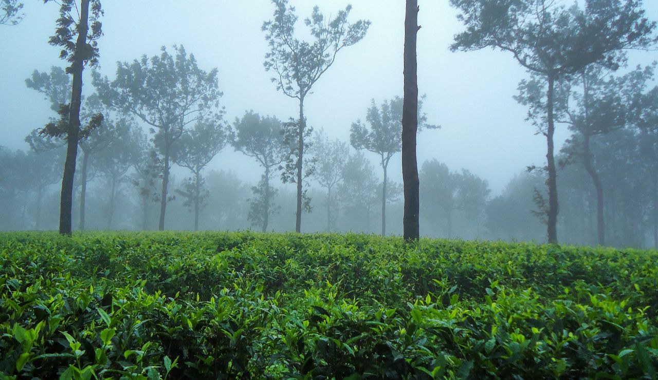 Lush green tea gardens in Sylhet under a cloudy sky
