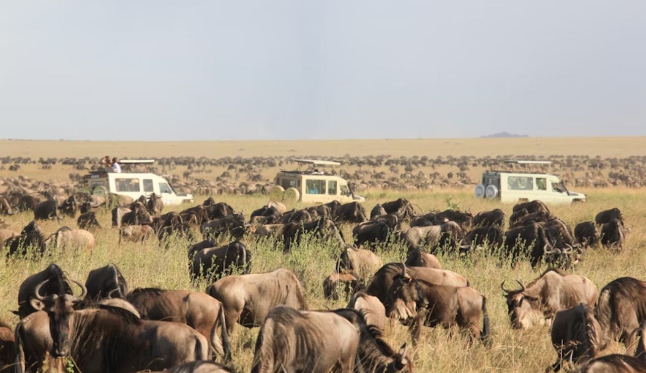 Large herd of wildebeest grazing on the African savanna with safari vehicles observing from a distance.