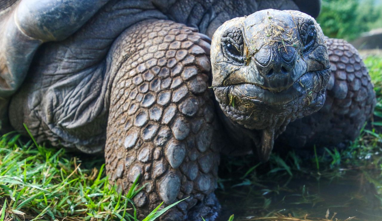 Turtle in lush tropical greenery.