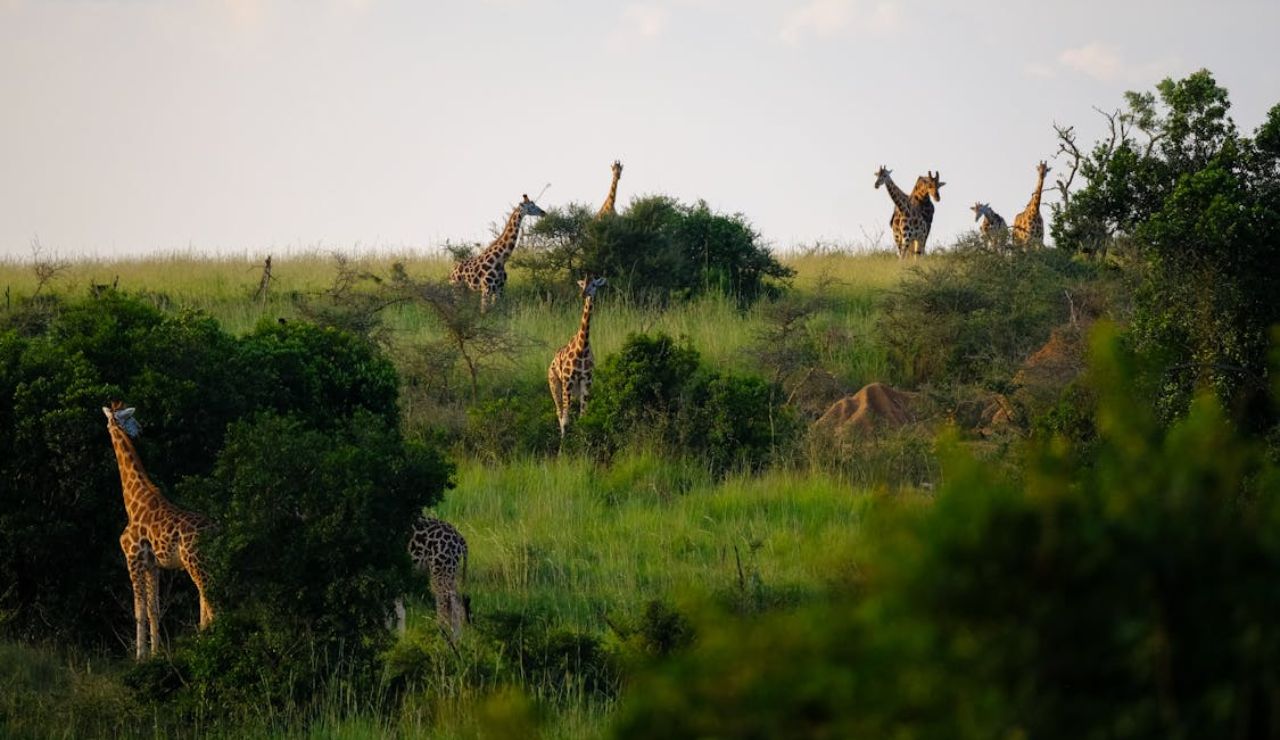 Group of giraffes grazing and walking among green bushes and grass on a gently sloping savanna landscape.
