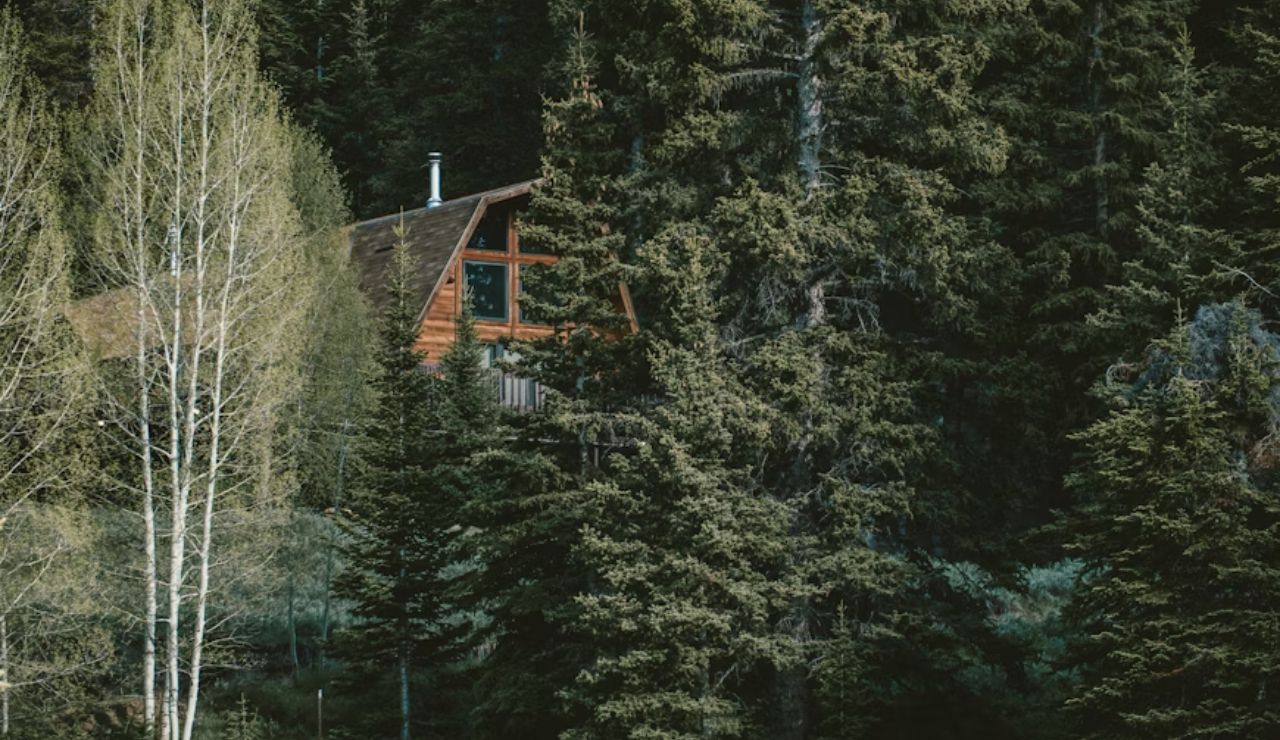 A wooden A-frame cabin partially hidden among tall evergreen trees in a dense forest.