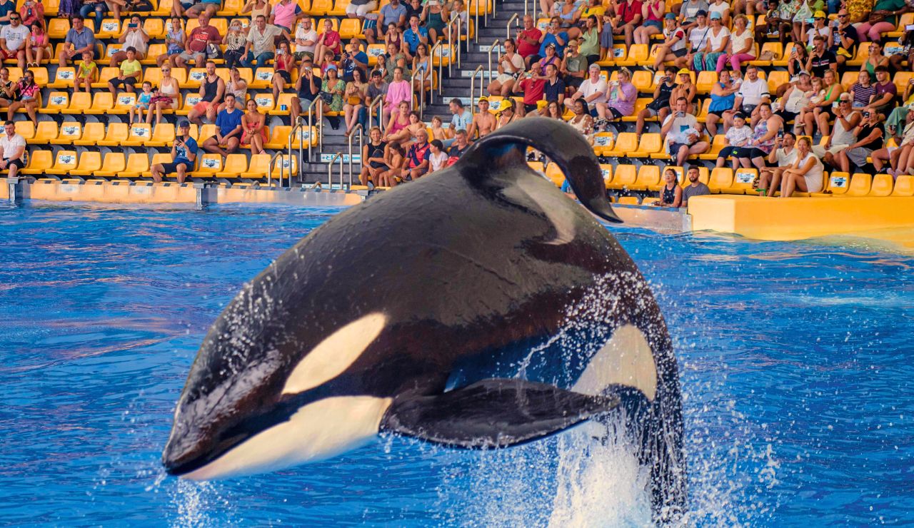 watching an orca surface in calm blue waters.