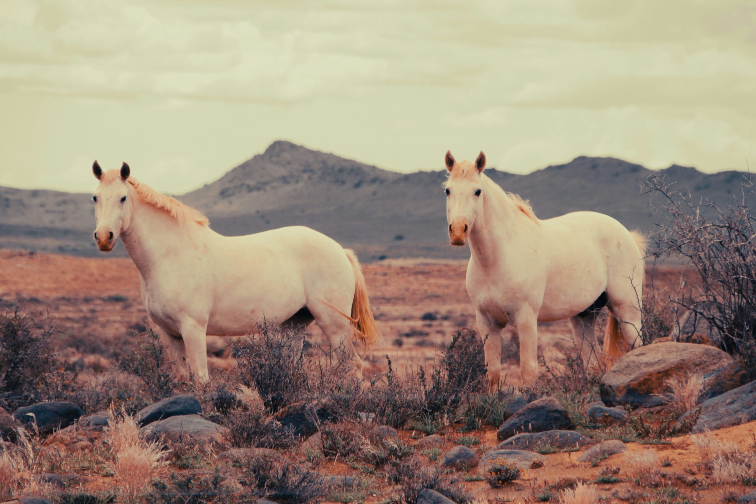 White Stallion Ranch, Arizona