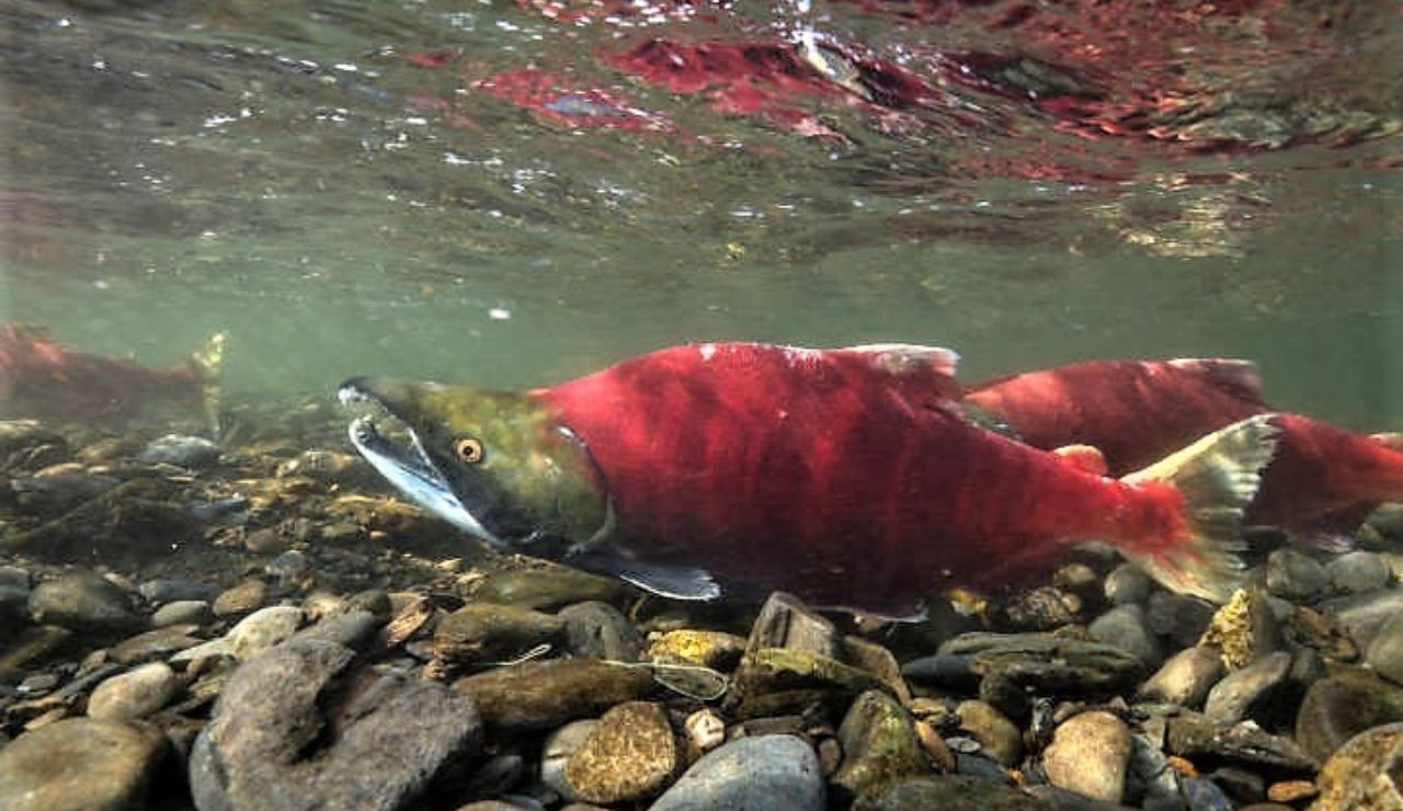 A vibrant red sockeye salmon swims upstream over a rocky riverbed during its spawning run in Alaska.