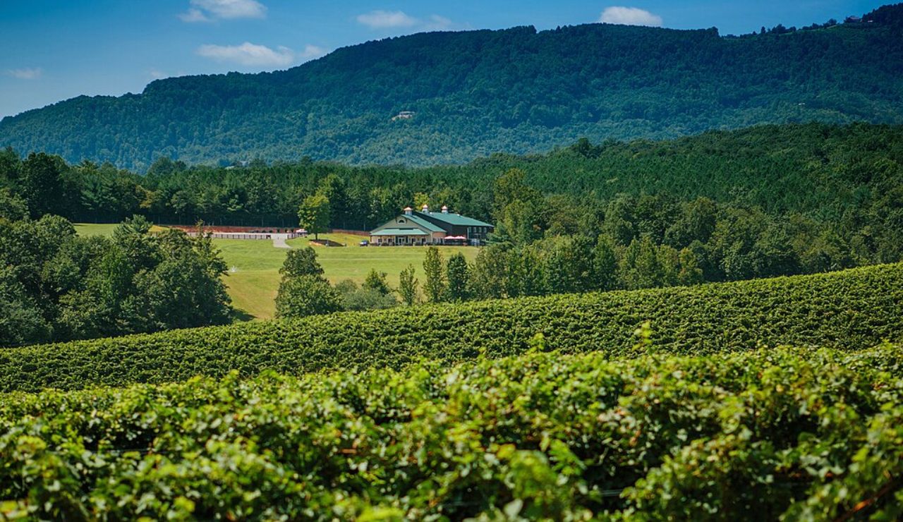 Scenic vineyard in Yadkin Valley Wine Country, North Carolina, with mountains in the background.
