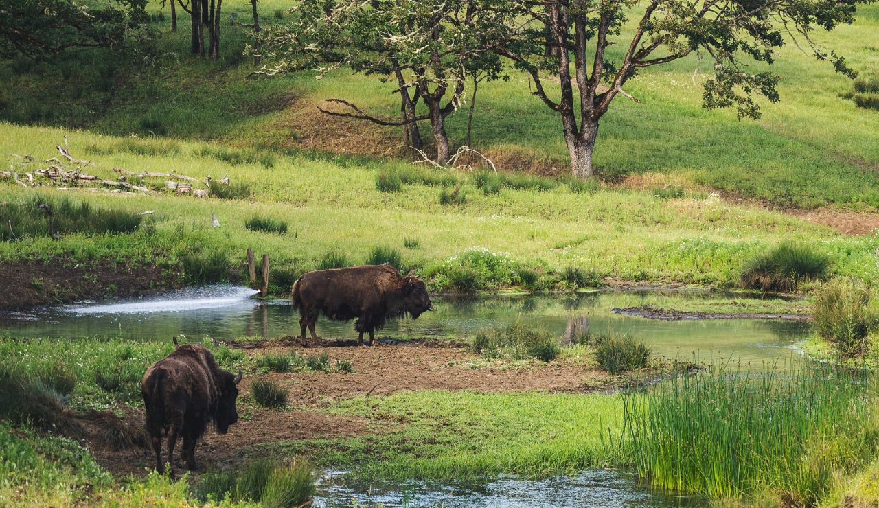 A bison grazing in an enclosed sanctuary field