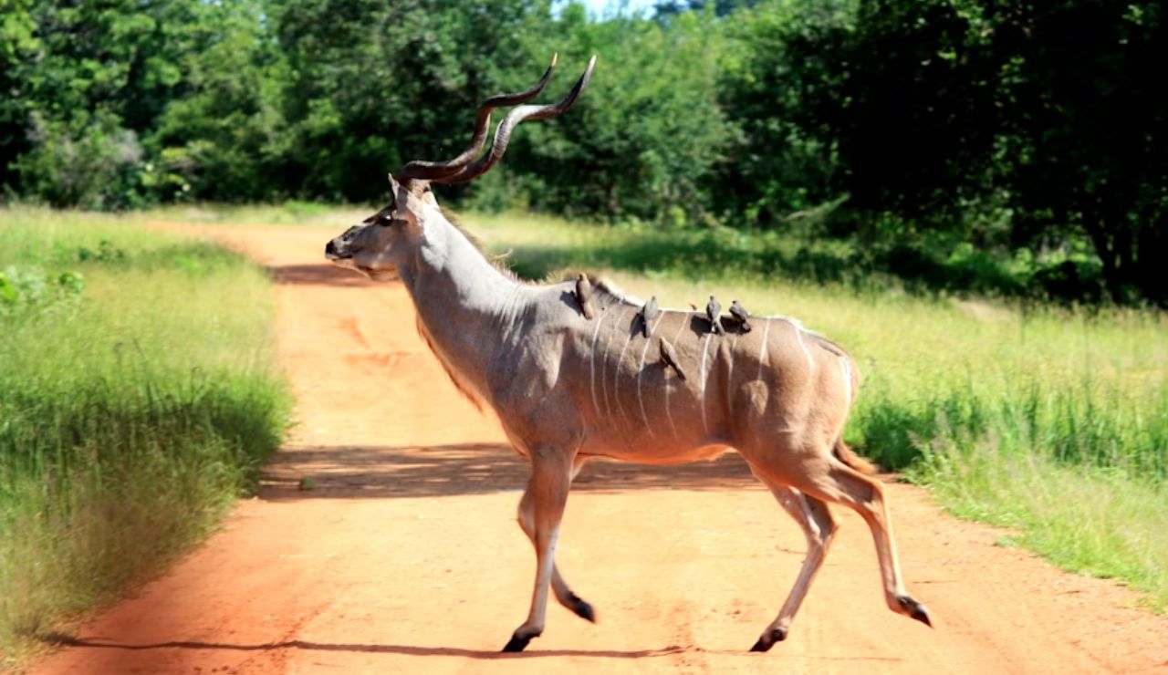 Male kudu with spiral horns crossing a dirt road in a lush green savanna, with birds perched on its back.