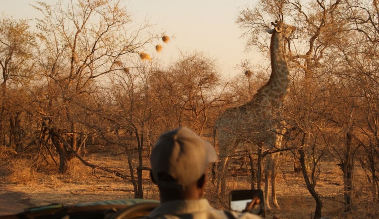 Person on a safari observing a giraffe feeding from a tree in a dry, wooded savanna during golden hour.