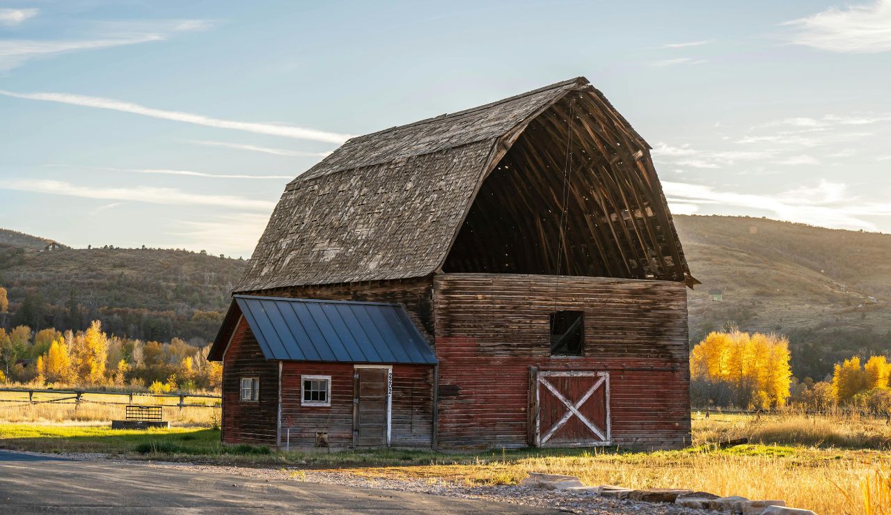 Weathered barn and old wooden fence under open sky, bison in distance, maybe with dry golden grass around.