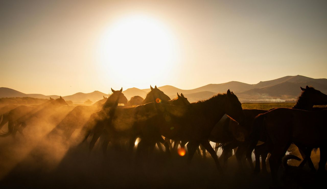 Snowy field with horse-drawn sleigh and a group of elk in the background; aim for early morning or golden hour lighting.