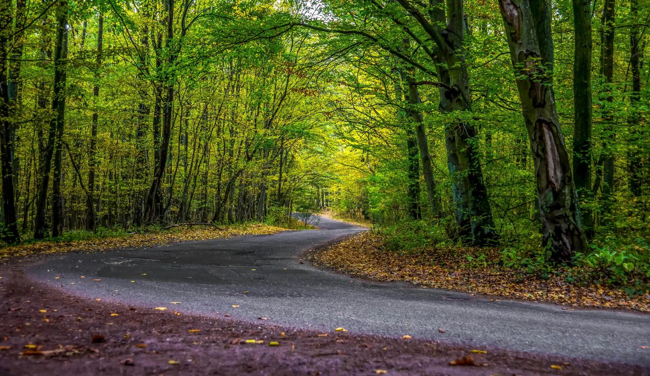 Autumnal shot of the canyon with colorful foliage and winding road or a small hiking trail with aspens.