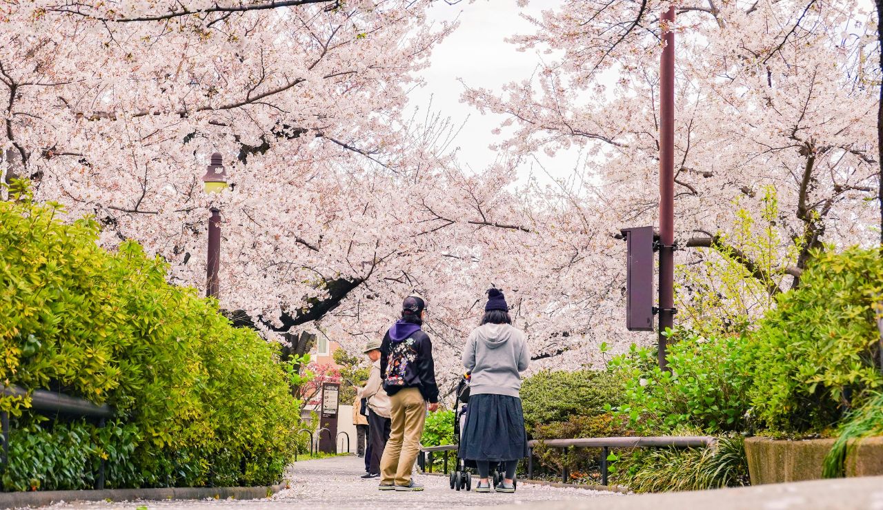 Tourists walking under blooming cherry blossoms in Tokyo.