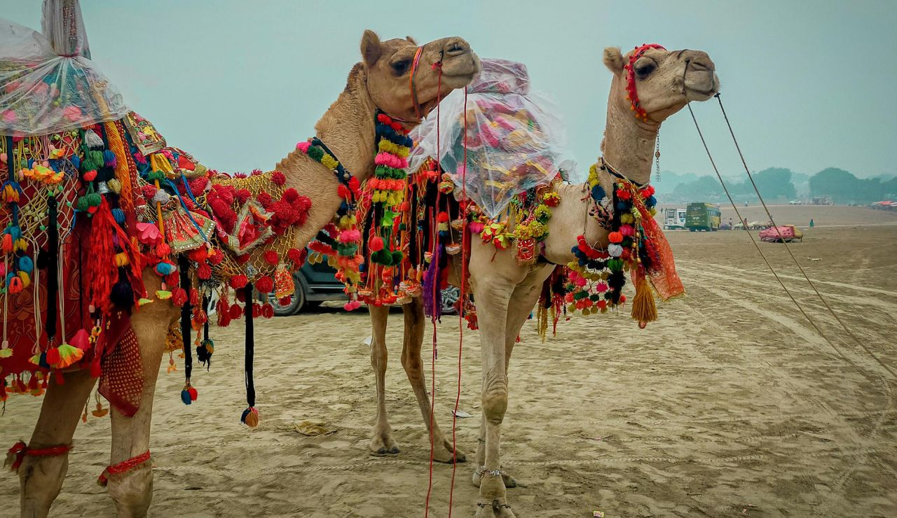 Camels gathered at the Pushkar Camel Fair in Rajasthan.
